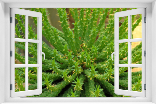 Fototapeta Naklejka Na Ścianę Okno 3D - Thorns of the cactus in garden