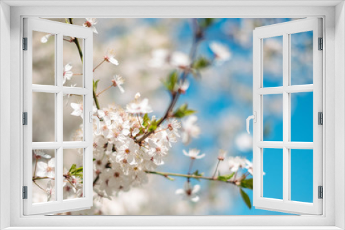 Fototapeta Naklejka Na Ścianę Okno 3D - Beautiful flowering cherry trees. Background with blooming flowers in spring day.