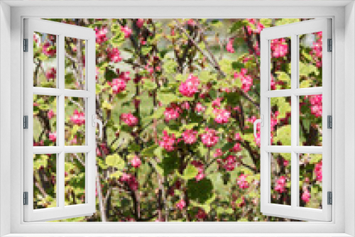 Fototapeta Naklejka Na Ścianę Okno 3D - (Ribes sanguineum) Blut-Johannisbeere mit langen rosa bis rotfarben blütentraube und grünes rundlich Blatt im Frühjahr