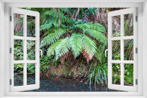 Fototapeta Naklejka Na Ścianę Okno 3D - Forest at Kauri reserve in New Zealand.