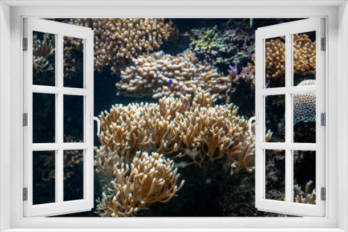 Fototapeta Naklejka Na Ścianę Okno 3D - Massif corallien	