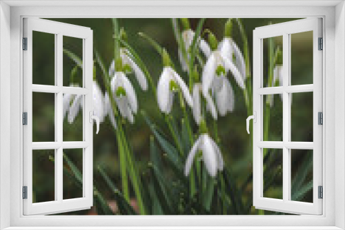 Fototapeta Naklejka Na Ścianę Okno 3D - snowdrop flowers in the garden