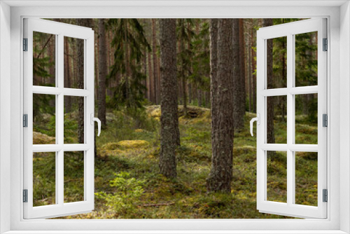Fototapeta Naklejka Na Ścianę Okno 3D - Pine tree forest. Calmness.relaxation.Forest therapy and stress relief.