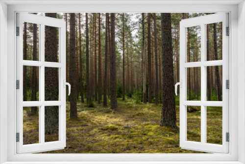 Fototapeta Naklejka Na Ścianę Okno 3D - Pine tree forest. Calmness.relaxation.Forest therapy and stress relief.