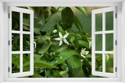 Fototapeta Naklejka Na Ścianę Okno 3D - Beautiful nature, outdoor plant, background