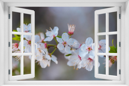 Fototapeta Naklejka Na Ścianę Okno 3D - white Cherry blossoms against a blurred background. Spring blooming tree. close up