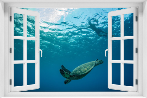 Fototapeta Naklejka Na Ścianę Okno 3D - green sea turtle swimming with diver above