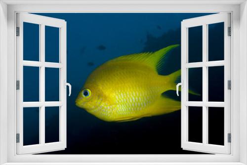Fototapeta Naklejka Na Ścianę Okno 3D - pesce tropicale