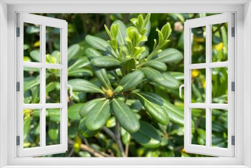 Fototapeta Naklejka Na Ścianę Okno 3D - Closeup of a green budding plant.