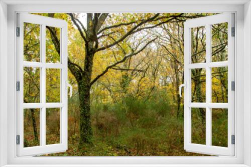 Fototapeta Naklejka Na Ścianę Okno 3D - Autumnal forest