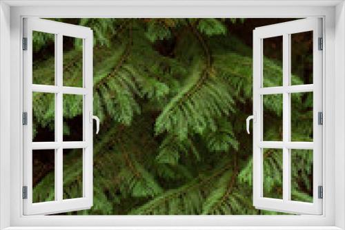 Fototapeta Naklejka Na Ścianę Okno 3D - Cypress foliage