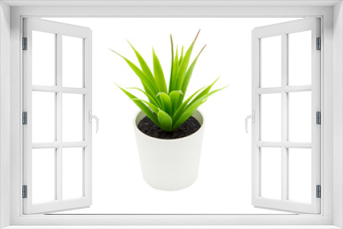 Fototapeta Naklejka Na Ścianę Okno 3D - Indoor small green plant isolated on white