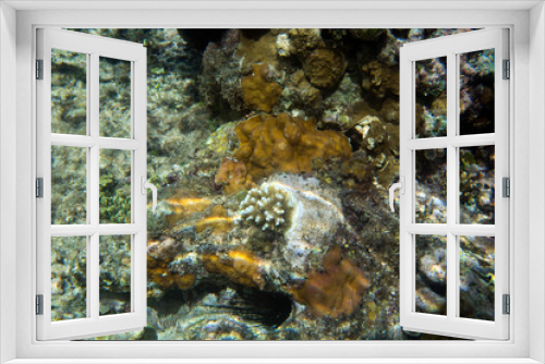 Fototapeta Naklejka Na Ścianę Okno 3D - A picture of corals