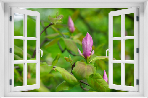 Fototapeta Naklejka Na Ścianę Okno 3D - Nice spring flower magnolia tree branch nature macro  close up
