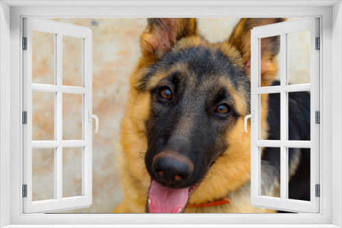 Fototapeta Naklejka Na Ścianę Okno 3D - german shepherd dog