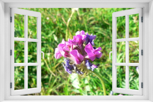 Fototapeta Naklejka Na Ścianę Okno 3D - forest flowers and herbs