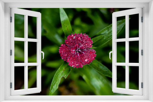 Fototapeta Naklejka Na Ścianę Okno 3D - pink flower in nature
