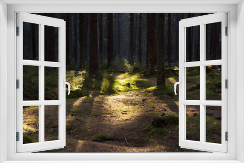 Fototapeta Naklejka Na Ścianę Okno 3D - old pine forest on a sunny spring day