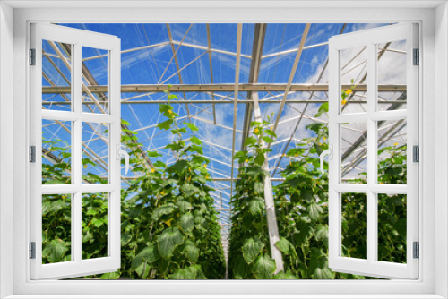 Fototapeta Naklejka Na Ścianę Okno 3D - cucumbers in a greenhouse, growing vegetables