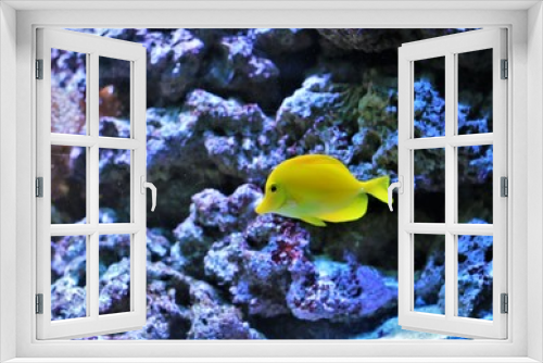 Fototapeta Naklejka Na Ścianę Okno 3D - Yellow tang fish in aquarium 