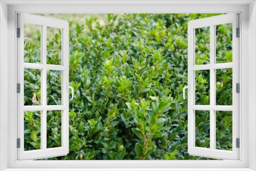 Fototapeta Naklejka Na Ścianę Okno 3D - Fresh growing green buxus bushes. Buxus sempervirens.