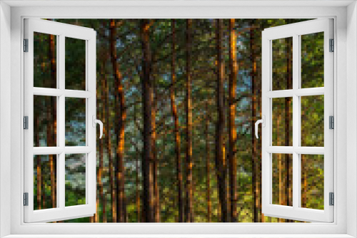 Fototapeta Naklejka Na Ścianę Okno 3D - fir tree forest for the background