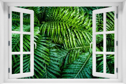 Fototapeta Naklejka Na Ścianę Okno 3D - fern leaf, lush green foliage in rainforest, nature background	
