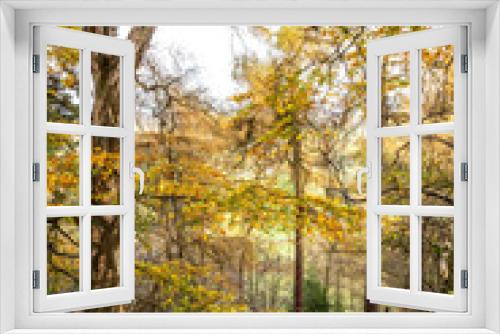 Fototapeta Naklejka Na Ścianę Okno 3D - autumn scene in the woods