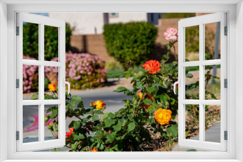 Fototapeta Naklejka Na Ścianę Okno 3D - Sunny view of Dichromatic rose blossom