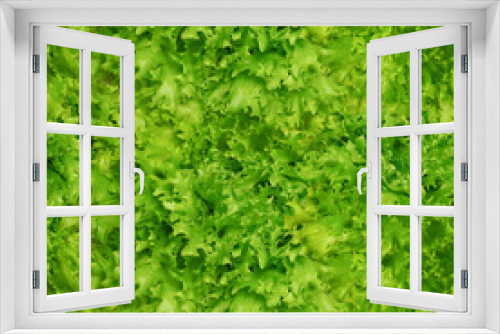 Fototapeta Naklejka Na Ścianę Okno 3D - Green lettuce leaves. Seamless background