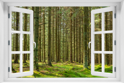 Fototapeta Naklejka Na Ścianę Okno 3D - bamboo forest background