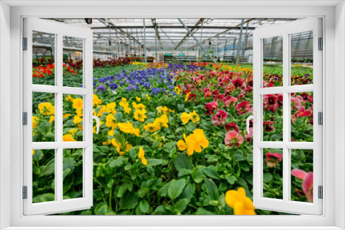 Fototapeta Naklejka Na Ścianę Okno 3D - Blooming multi-colored violets grown in modern greenhouse, selective focus