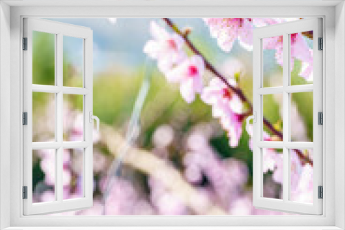 Fototapeta Naklejka Na Ścianę Okno 3D - 山梨県 甲州平野に広がる桃の花