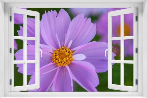Fototapeta Naklejka Na Ścianę Okno 3D - 美しいピンク色をした花畑のコスモス