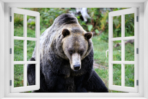 Fototapeta Naklejka Na Ścianę Okno 3D - Vancouver, America - August 18, 2019: Grizzly bear at Grouse Mountain, Vancouver, America