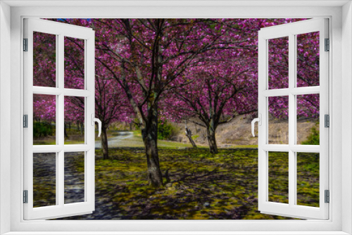 Fototapeta Naklejka Na Ścianę Okno 3D - 桜の森