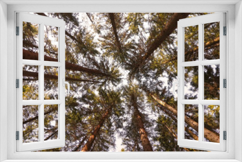 Fototapeta Naklejka Na Ścianę Okno 3D - A view straight up from the ground to the treetops in the forest. Low angle shot. Tree crowns and blue sky. Beautiful symmetry in forest.