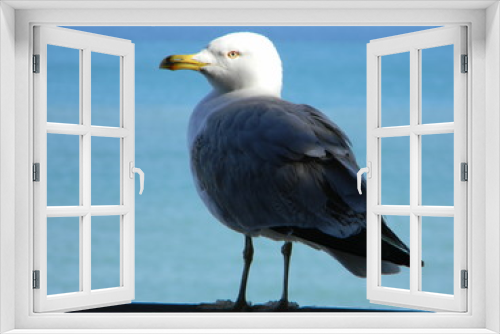 Fototapeta Naklejka Na Ścianę Okno 3D - seagull on the pier