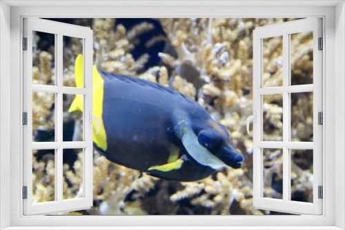 Fototapeta Naklejka Na Ścianę Okno 3D - Meeres Fische im Riff, Fische in ihrer natürlichen Umgebung