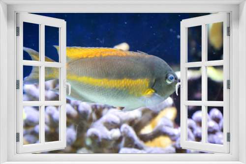 Fototapeta Naklejka Na Ścianę Okno 3D - Meeres Fische im Riff, Fische in ihrer natürlichen Umgebung