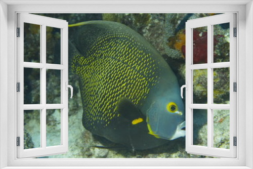 Fototapeta Naklejka Na Ścianę Okno 3D - Franzosen Kaiserfisch