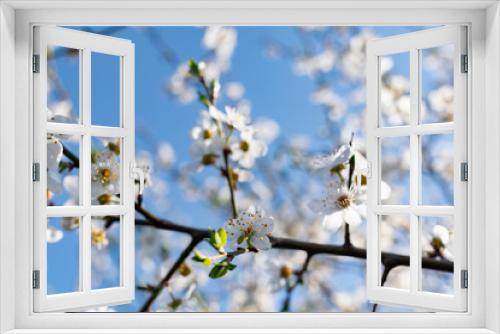 Fototapeta Naklejka Na Ścianę Okno 3D - A lot of the delicate white petals on a cherry tree. Spring flowering, preparation for the summer harvest of cherry berries. Against a clear and light blue sky