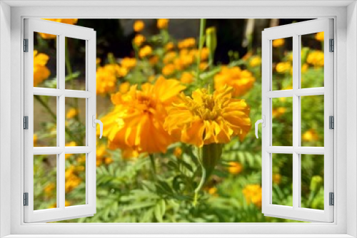 Fototapeta Naklejka Na Ścianę Okno 3D - Tagetes erecta (Mexican marigold, Aztec marigold, African marigold) with natural background