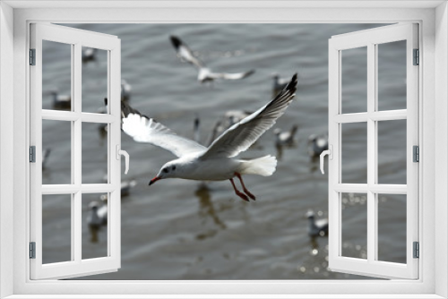Fototapeta Naklejka Na Ścianę Okno 3D - seagulls flying in a sky as a background