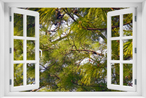 Fototapeta Naklejka Na Ścianę Okno 3D - Forest Tree