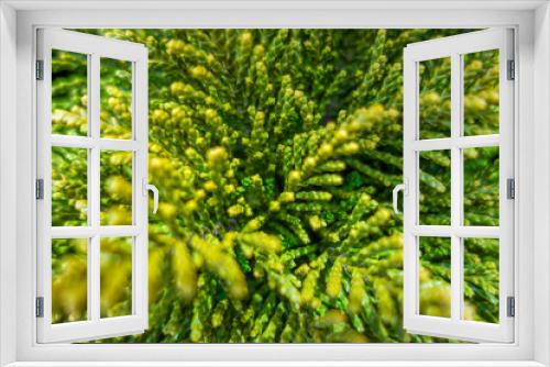 Fototapeta Naklejka Na Ścianę Okno 3D - Hebe plant closeup