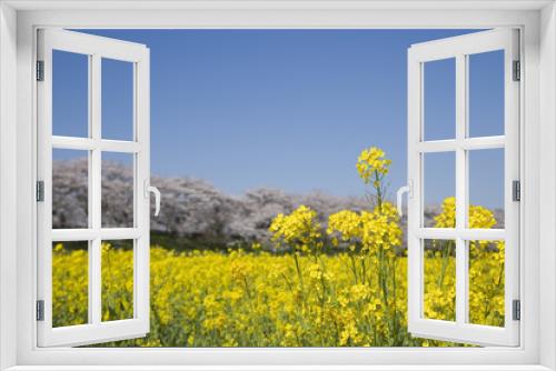 Fototapeta Naklejka Na Ścianę Okno 3D - 菜の花