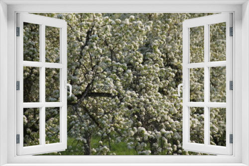 Fototapeta Naklejka Na Ścianę Okno 3D - Orchard pear tree white spring blossom