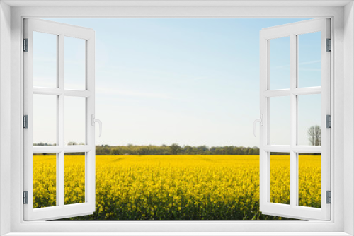 Fototapeta Naklejka Na Ścianę Okno 3D - Beautiful rapseed field on spring sunny day