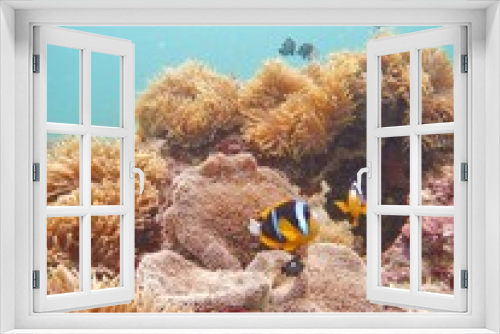Fototapeta Naklejka Na Ścianę Okno 3D - Clownfish and anemone